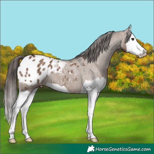Horse Color:Liver Red Dun Splash Appaloosa 