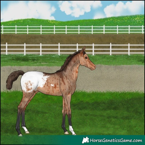 Horse Color:Bay Dun Appaloosa Brindle 