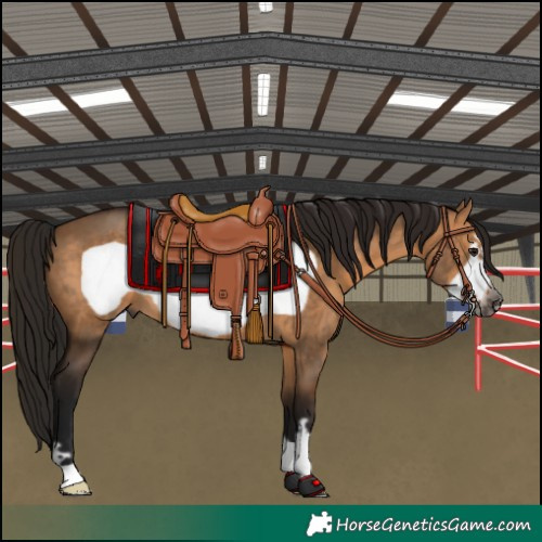 Horse Color:Gray Bay Dun Frame 