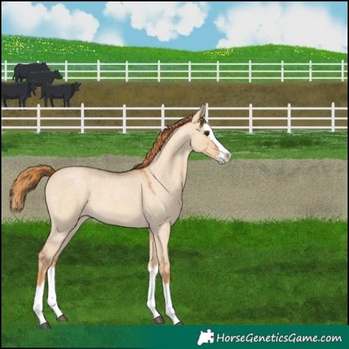 Horse Color:Red Dun Roan Splash 
