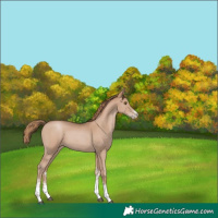 Horse Color:Black Pearl Sabino Rabicano 