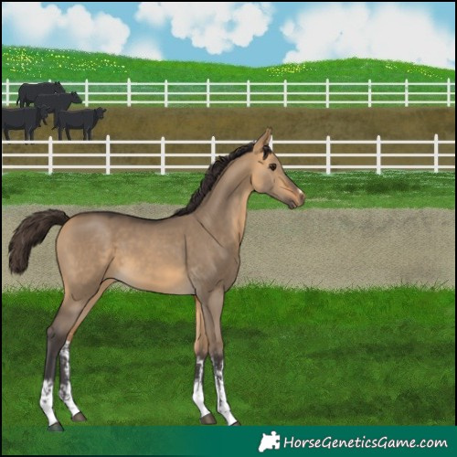 Horse Color:Buckskin Dun Sabino 