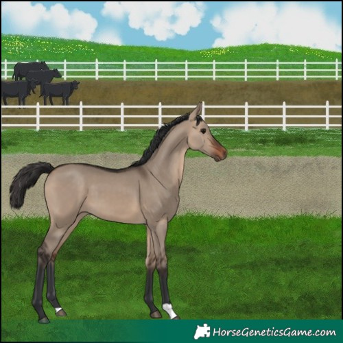 Horse Color:Brown Dun 