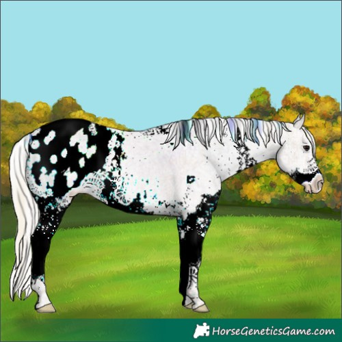 Horse Color:Plaid  White Spotted Silver Black Ice Sabino Splash Blanket Rabicano 