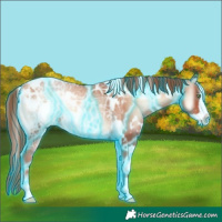 Horse Color:Thunderstruck White Spotted Gold Champagne Ice Onyx Frame Appaloosa