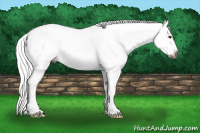 Horse Color:Gray Chestnut Splash 