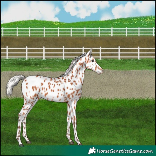 Horse Color:Silver Bay Appaloosa 