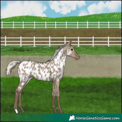 Horse Color:Silver Grullo Appaloosa 