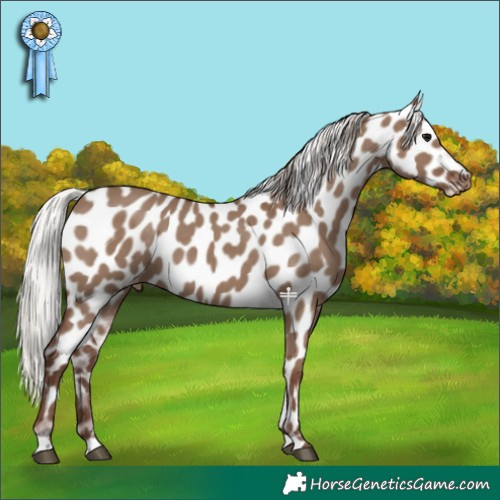 Horse Color:Silver Grullo Leopard 