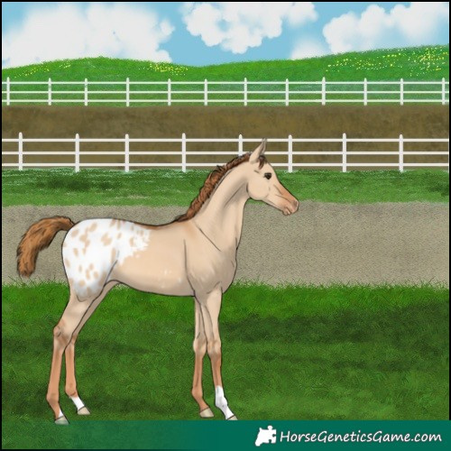 Horse Color:Red Dun Appaloosa 