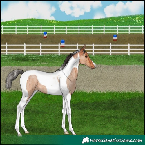 Horse Color:Bay Roan Dun Tobiano Brindle 