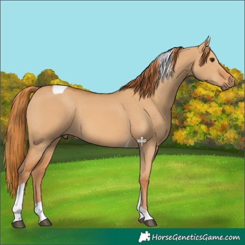Horse Color:Red Dun Tobiano 