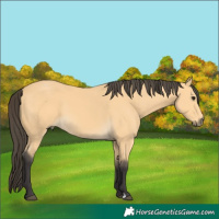 Horse Color:Buckskin 