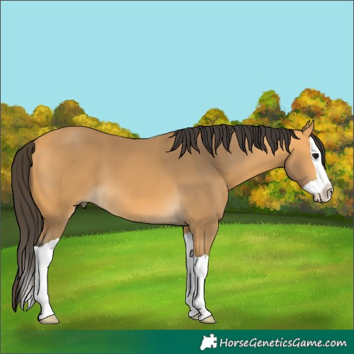 Horse Color:Buckskin Splash 