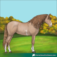 Horse Color:Black Pearl Sabino 