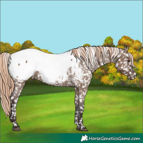 Horse Color:Liver Red Dun Appaloosa 