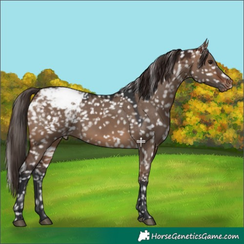 Horse Color:Brown Dun Appaloosa 