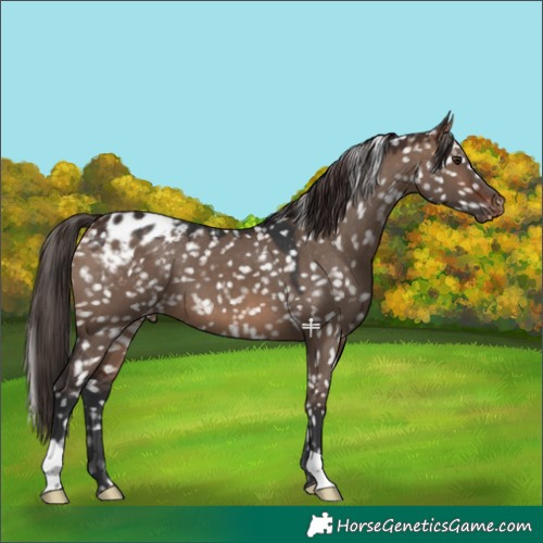 Horse Color:Brown Dun Appaloosa 
