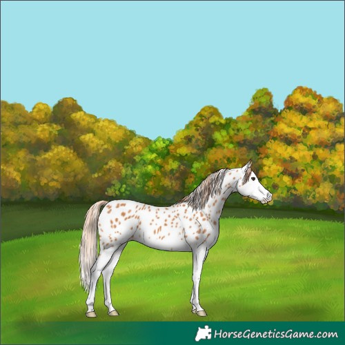 Horse Color:Chestnut Sabino Splash Near Leopard 