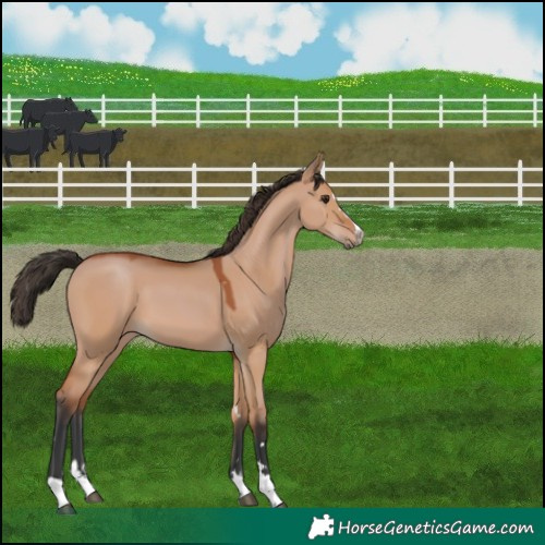 Horse Color:Bay Dun 