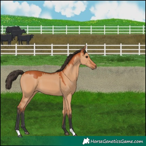Horse Color:Bay Dun 