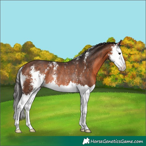 Horse Color:Bay Sabino Splash Rabicano 
