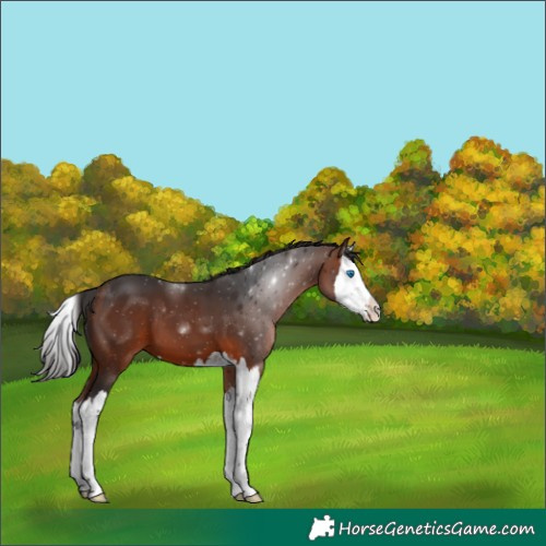 Horse Color:Bay Splash 