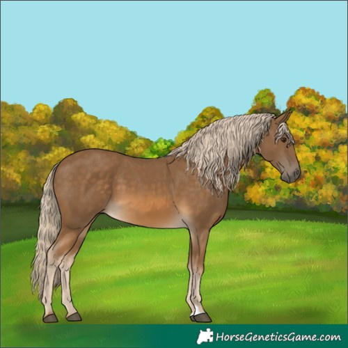 Horse Color:Chocolate Palomino 