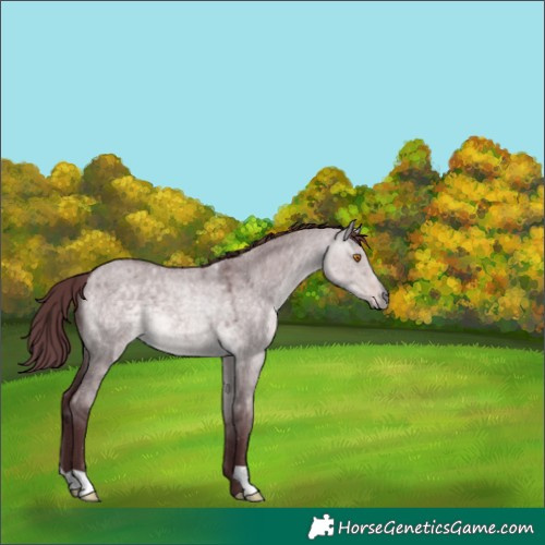 Horse Color:Platinum Chocolate Buckskin Roan Dun 