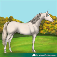 Horse Color:Perlino 