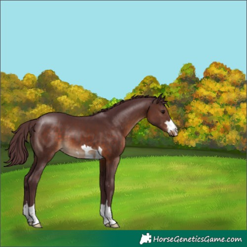 Horse Color:Chocolate Brown 