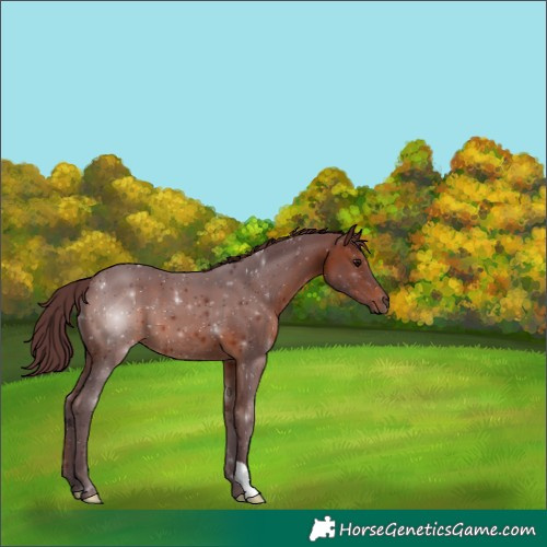 Horse Color:Chocolate Brown 