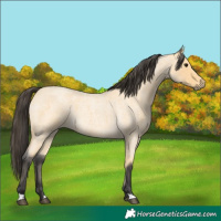 Horse Color:Buckskin Roan 