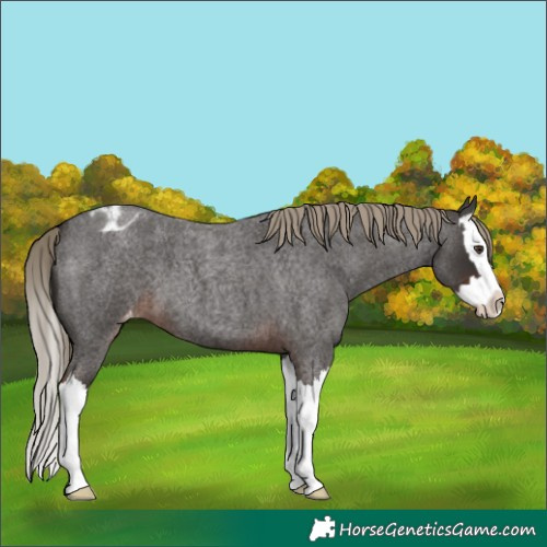 Horse Color:Liver Red Roan Splash Appaloosa 