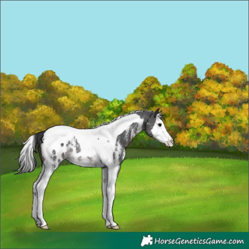 Horse Color:Brown Sabino Splash Tobiano Appaloosa Rabicano 