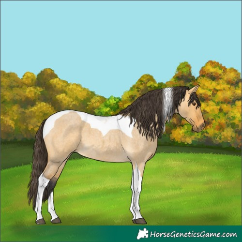 Horse Color:Buckskin Roan Dun Tobiano