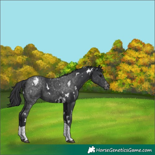 Horse Color:White Spotted Black Tobiano Varnish 
