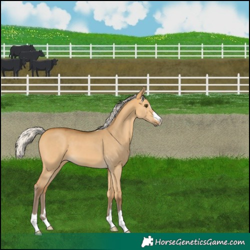 Horse Color:Silver Buckskin Dun 