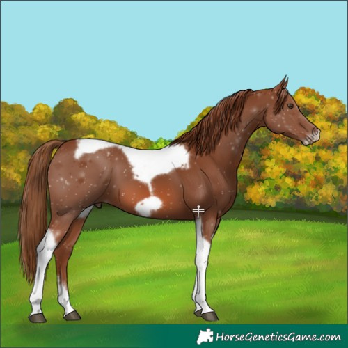 Horse Color:Chestnut Tobiano Frame 