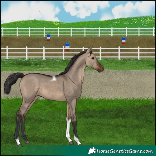 Horse Color:Brown Dun Tobiano