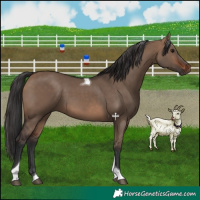 Horse Color:Brown Dun Tobiano 