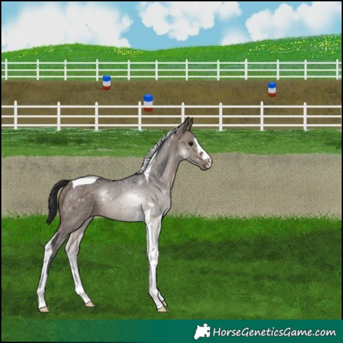 Horse Color:Brown Dun Tobiano