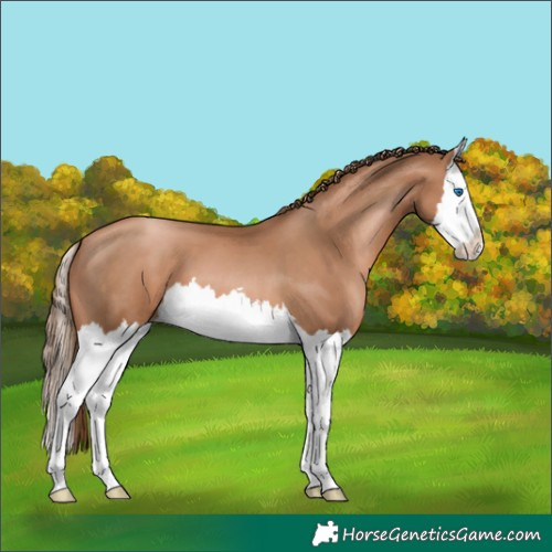 Horse Color:Liver Chestnut Pearl Splash