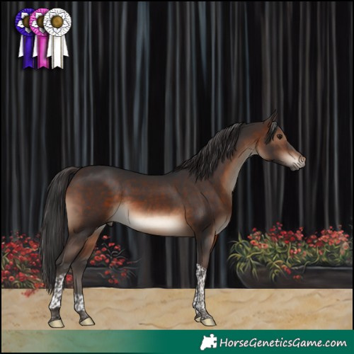 Horse Color:Brown Tobiano 