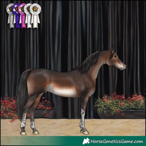 Horse Color:Brown Tobiano 