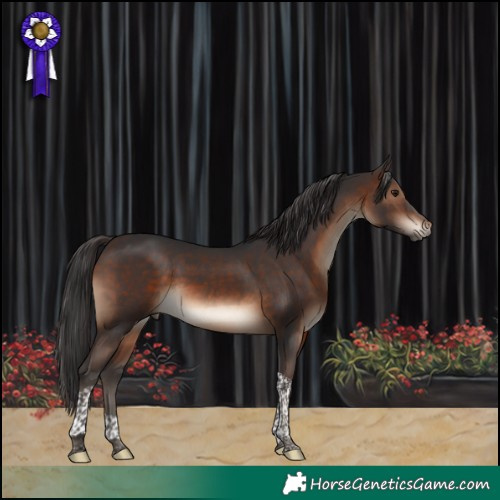 Horse Color:Brown Tobiano 