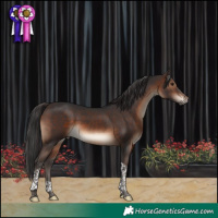 Horse Color:Brown Tobiano