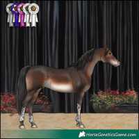 Horse Color:Brown Tobiano 