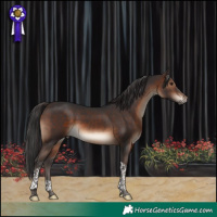 Horse Color:Brown Tobiano 