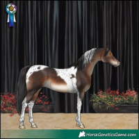 Horse Color:Brown Tobiano 